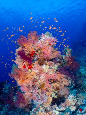 Ein üppiger Korallengarten aus rosa und lila Weichkorallen (Dendronephthya) im Roten Meer. Ein Schwarm Fahnenbarsche umgibt die Korallen, ein Taucher ist im Hintergrund sichtbar.
