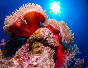 Eine prächtige rote Seeanemone mit ausgestreckten weißlich-rosa Tentakeln thront auf einem bewachsenen Korallenblock. Die Aufnahme zeigt das leuchtende Blauwasser im Hintergrund mit der sichtbaren Sonne, was die intensiven Farben der Anemone besonders hervorhebt.