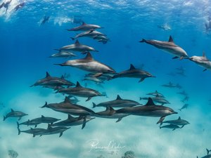 Ein großer Schwarm Spinnerdelfine (Stenella longirostris) gleitet synchron durchs kristallklare Flachwasser. Schnorchler beobachten die Tiere von der Oberfläche aus.
