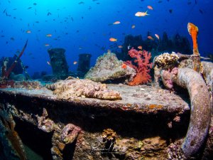 Ein Krokodilfisch liegt auf dem Deck eines versunkenen Schiffswracks das zu einem künstlichen Riff geworden ist, mit bunten Weichkorallen und Schwämmen bewachsen. Im blauen Wasser schwimmen verschiedene tropische Rifffische, während die Wrackstruktur vollständig von marinem Bewuchs überzogen ist.