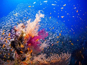 Eine spektakuläre Riffszene mit leuchtend pinken und weißen Weichkorallen, die von einem dichten Schwarm silbriger Glasfische umgeben sind. Zwischen den Korallen und im Schwarm sind zahlreiche orange Fahnenbarsche zu erkennen, die dieser lebendigen Unterwasserszene zusätzliche Farbakzente verleihen.