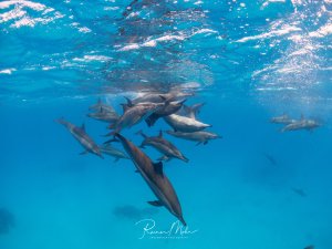 Eine Gruppe Spinnerdelfine (Stenella longirostris) schwimmt dicht unter der Wasseroberfläche im kristallklaren Wasser. Die schlanken Körper und die langen Schnauzen sind gut erkennbar.