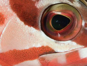 Eine extreme Nahaufnahme des Auges eines Barsches zeigt die beeindruckende Iris mit ihren grün-rötlichen Farbtönen und der charakteristischen Pupille. Die detailreiche Makroaufnahme offenbart die feine Textur der Haut mit den typischen rot-weißen Streifen und Punktmustern des Feuerfischs.