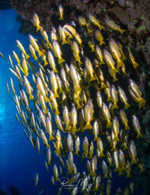 Ein dichter Schwarm gelber Schnapper schwimmt entlang einer mit Korallen bewachsenen Riffwand. Die Fische zeigen ihr typisches Schwarmverhalten und bilden eine beeindruckende Formation vor dem tiefblauen Freiwasser.