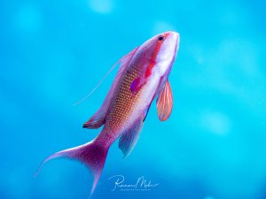 Ein prächtiger Juwelen-Fahnenbarsch schwimmt elegant vor tiefblauem Wasser. Das Männchen zeigt seine charakteristische violett-rosa Färbung mit leuchtend gelben Punkten auf den Flanken und den typischen langen Rückenflossenstrahlen.