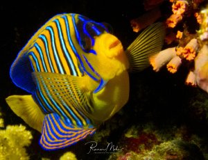 Ein prächtiger Pfauenkaiserfisch zeigt seine charakteristische gelb-blaue Streifenzeichnung in perfekter Seitenansicht. Der Fisch schwimmt zwischen bunten Korallen und zeigt das typische Muster adulter Tiere mit den markanten blauen Linien auf gelbem Grund.