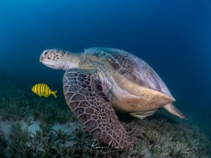 Eine majestätische Grüne Meeresschildkröte ruht friedlich auf einem sandigen Meeresboden mit Seegras, während ein leuchtend gelber Pilotenfisch in ihrer Nähe schwimmt. Die Schildkröte zeigt das charakteristische Muster ihres Panzers und die typische entspannte Körperhaltung beim Ausruhen.