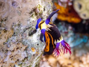 Farbenfrohe Nembrotha-Nacktschnecke mit dunklem Körper, orangefarbenen Streifen, blauen Rhinophoren und leuchtend roten Kiemenbüscheln kriecht über bewachsenen Untergrund.