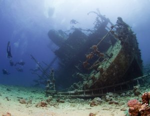 Das Schiffswrack der Giannis-D liegt auf sandigem Meeresgrund am Riff Abu Nuhas, stark bewachsen mit Korallen und Meeresorganismen. Mehrere Taucher erkunden das Wrack in der blauen Tiefe, während bunte Korallen im Vordergrund die Unterwasserlandschaft vervollständigen.