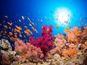 Eine lebendige Korallenriffszene mit prächtigen Weichkorallen in leuchtendem Pink und Orange, umgeben von einem dichten Schwarm orangefarbener Fahnenbarsche. Die Szene wird von hellem Sonnenlicht von oben durchflutet und zeigt die farbenfrohe Vielfalt eines gesunden tropischen Riffs.