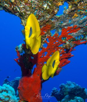 Zwei leuchtend gelbe Maskenfalterfische schwimmen zwischen prächtigen roten Weichkorallen am Fuß einer Tischkoralle, der mit roten Schwämmen bewachsen ist. Die intensiven Farben der Fische und Korallen bilden einen spektakulären Kontrast zum tiefblauen Wasser im Hintergrund.