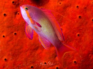 Ein männlicher Fahnenbarsch schwimmt vor einem leuchtend roten Schwamm. Der kleine Fisch zeigt die typischen violett-rosa Farbtöne und die charakteristische Körperform der Fahnenbarschartige mit seinem gegabelten Schwanz.