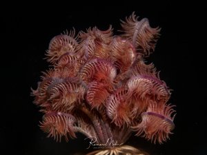 Ein Federstern mit seinen filigranen, federartigen Armen vor schwarzem Hintergrund. Die rosa-roten Arme sind weit zusammengerollt und zeigen das filigrane Muster der Fiederchen.