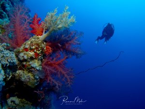 Ein Taucher schwebt im tiefblauen Wasser neben einer farbenprächtigen Riffwand mit leuchtend roten und orangen Weichkorallen sowie gelben Korallenbäumen. Die Szene zeigt die beeindruckende Biodiversität eines gesunden Korallenriffs im Blauwasser.