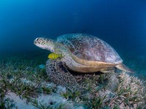 Eine Grüne Meeresschildkröte ruht friedlich auf dem sandigen Meeresboden zwischen Seegras. Ein kleiner gelber Pilotfisch schwimmt in der Nähe des Schildkrötenkopfes, was eine harmonische Unterwasserszene zeigt.