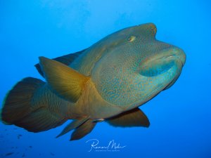 Ein majestätischer Napoleon schwimmt im blauen Wasser und zeigt sein charakteristisches komplexes Linienmuster auf der Haut. Der große Raubfisch präsentiert sich im klassischen Seitenprofil.