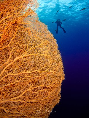 Ein großer orangefarbener Gorgonien-Fächer dominiert das Bild mit seiner filigranen Netzstruktur, während im blauen Wasser dahinter ein Taucher mit mehreren Fischen zu sehen ist. Die Szene zeigt die beeindruckende Größe und Schönheit dieser Weichkorallen am Riff.