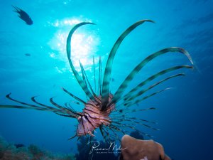 Ein majestätischer Rotfeuerfisch schwebt im blauen Freiwasser, seine charakteristischen gestreiften Brustflossen sind weit ausgebreitet. Die Sonne scheint durch das Wasser und erzeugt einen dramatischen Lichteffekt hinter dem Fisch, während im Hintergrund weitere kleine Fische zu erkennen sind.