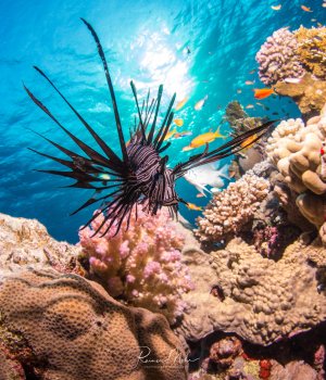 Ein majestätischer Rotfeuerfisch schwebt über einem farbenprächtigen Korallenriff mit seinen charakteristischen fächerartigen Brustflossen weit ausgebreitet. Die Szene zeigt die typische Riffattmosphäre mit Hart- und Weichkorallen in verschiedenen Farben, während orange Fahnenbarsche im Hintergrund schwimmen.