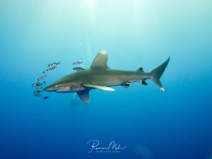 Ein Weißspitzenhochseehai (Longimanus) gleitet elegant durch das blaue Wasser, begleitet von einem Schwarm schwarz-weiß gestreifter Pilotfische. Die Pilotfische schwimmen in typischer Symbiose dicht am Hai und nutzen ihn als Schutz, während sie sich von Parasiten und Futterresten ernähren.