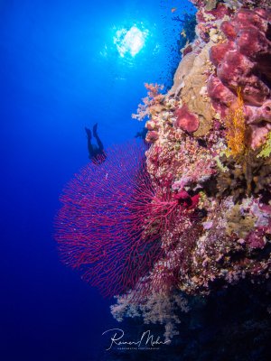 Eine farbenprächtige Riffwand mit einem dominanten roten Seefächer im Vordergrund, umgeben von bunten Weichkorallen und Schwämmen in Pink-, Orange- und Gelbtönen. Im tiefblauen Wasser ist die Silhouette eines Tauchers zu erkennen, während Sonnenlicht von der Oberfläche durchscheint.