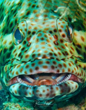 Ein beeindruckendes Portraitfoto eines Rotflecken-Zackenbarschs mit geöffnetem Maul, das seine charakteristischen spitzen Zähne und die orange-rötliche Mundhöhle zeigt. Der Fisch zeigt sein typisches grünlich-braunes Fleckenmuster und die markanten, nach oben gerichteten Augen.