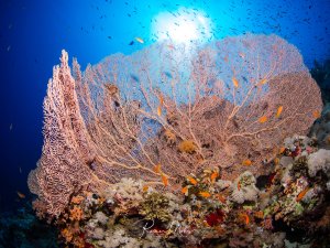 Eine prächtige Riffszene mit großen Gorgonien-Fächerkorallen, die von zahllosen kleinen orangen Fahnenbarschen umgeben sind. Die filigranen Weichkorallen erstrecken sich elegant ins Blauwasser, während im Hintergrund ein dichter Fischschwarm zu sehen ist.