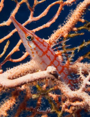 Ein Langnasenbüschelbarsch versteckt sich zwischen den Ästen einer Gorgonie. Der rot-weiß gestreifte Fisch mit seiner charakteristisch langen Schnauze nutzt die Koralle als Schutz und Versteck, wobei seine Färbung perfekt mit der orangeroten Gorgonie harmoniert.