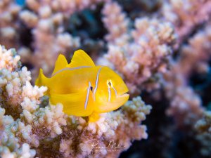 Eine leuchtend gelbe Zitronengrundel (Gobiodon citrinus) sitzt zwischen den Ästen einer Acropora-Koralle. Die kleinen weißen Streifen am Kopf und die transparenten Flossen sind im Makro gut sichtbar.