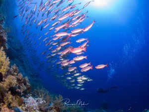 Ein beeindruckender Schwarm silbrig-rosa schimmernder Fische schwimmt dicht gedrängt über einem bunten Korallenriff im tiefblauen Wasser. Die Fische bilden eine dynamische Formation während sie sich im Freiwasser bewegen, während im Vordergrund farbenprächtige Hart- und Weichkorallen zu sehen sind.