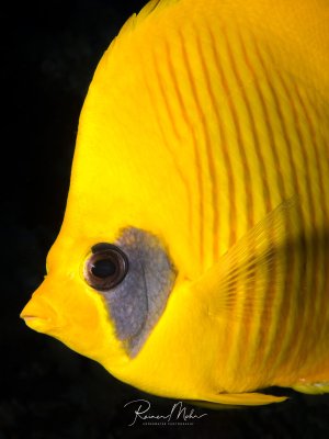 Ein leuchtend gelber Falterfisch im Porträtformat vor schwarzem Hintergrund. Das charakteristische große dunkle Auge und die markanten Längslinien auf dem Körper sind deutlich zu erkennen, es handelt es sich um einen Maskenfalterfisch.