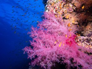 Eine prächtige rosa Weichkoralle dominiert die Riffwand, während kleine gelbe Fahnenbarsche zwischen den Korallenästen schwimmen. Im tiefblauen Freiwasser sind weitere kleine Riffische zu sehen, die eine lebendige Unterwasserszene vor der farbenreichen Korallenwand bilden.
