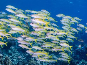 Dichter Schwarm gelb gestreifter Meerbarben zieht über das Riff. Die Fische zeigen ihre charakteristischen Bartfäden.