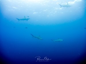Mehrere Hammerhaie schwimmen elegant durch das tiefblaue Freiwasser, wobei ihre schlanken Silhouetten vor dem strahlend blauen Hintergrund deutlich zu erkennen sind. Die Aufnahme zeigt die majestätischen Raubtiere in ihrem natürlichen Element des offenen Ozeans.