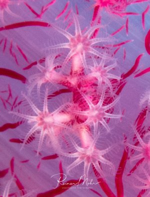 Eine Makroaufnahme der rosa-roten Polypen einer Weichkoralle. Die Korallen zeigen ihre typische Struktur mit ausgestreckten Fangarmen in violett-rosa Farbtönen.