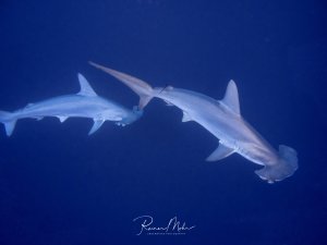 Zwei Hammerhaie schwimmen elegant durch das tiefblaue Freiwasser. Die charakteristische hammerförmige Kopfform ist deutlich zu erkennen, während die Haie in typischer Weise durchs Blauwasser gleiten.