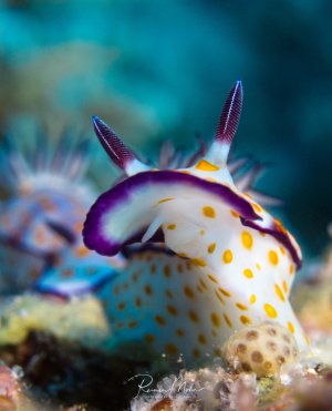 Eine wunderschöne Partner-Risbecia mit charakteristischen violetten Kiemen und gelb-weißer Färbung mit orangen Punkten kriecht über den Meeresboden. Die eleganten, gefiederten Kiemen sind deutlich sichtbar und zeigen die typische Farbgebung dieser farbenprächtigen Nacktschnecke. Gefolgt wird sie von einem weiteren Exemplar im Hintergrund, typisch für diese Art