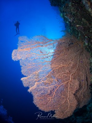 Eine imposante Gorgonie (Seefächer) ragt aus einer Riffwand hervor, während ein Taucher im blauen Wasser darüber schwebt. Die fächerförmige Weichkoralle zeigt ihre charakteristische netzartige Struktur mit feinen Verzweigungen in rötlich-braunen Farbtönen.