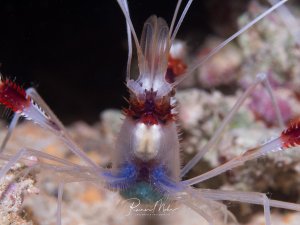 Eine kleine Gebänderte Scherengarnele mit halbtransparentem Körper und markanten roten Antennen sowie bläulichen Bereichen am Körper ist auf einer Koralle zu sehen. Die feinen, durchsichtigen Beine und Antennen sind deutlich erkennbar, was die zierliche Struktur dieser Putzergarnele hervorhebt.