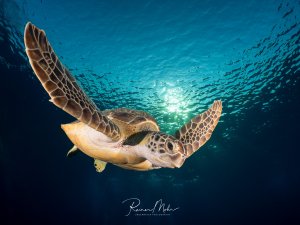 Grüne Meeresschildkröte gleitet elegant durch das Wasser, von unten gegen die Sonne fotografiert. Die ausgebreiteten Flossen und der Panzer zeichnen sich dramatisch im Gegenlicht ab. Snells Window