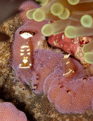 Zwei Pfauenaugen-Anemonengarnelen verstecken sich zwischen den violetten Tentakeln einer Seeanemone. Die charakteristische Symbiose zwischen Garnele und Anemone ist hier perfekt zu sehen, wobei die halbtransparenten Garnelen die Anemone reinigen.