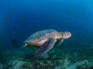 Eine majestätische Grüne Meeresschildkröte gleitet elegant über eine Seegraswiese. Das Tier zeigt die charakteristische grün-braune Färbung und das markante Netzmuster auf dem Panzer, während es ruhig durch das klare blaue Wasser schwimmt.