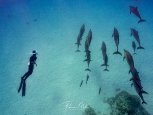 Ein Freitaucher beobachtet eine große Schule von Delfinen, die elegant durch das klare blaue Wasser gleiten. Die Meeressäuger zeigen ihr typisches Gruppenverhalten und schwimmen in lockerer Formation über dem sandigen Meeresboden mit vereinzelten Korallenformationen.
