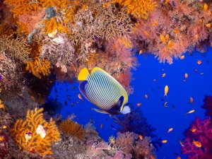 Ein prächtiger Imperator-Kaiserfisch schwimmt durch eine farbenfrohe Riffszene mit leuchtenden Weichkorallen in Orange, Pink und Violett. Das tiefblaue Wasser bildet einen dramatischen Kontrast zu den warmen Korallenfarben, während kleine Riffbarsche im Hintergrund zu sehen sind.