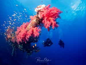 Zwei Taucher erkunden ein spektakuläres Wrack, das vollständig mit leuchtend rosa und roten Weichkorallen überwuchert ist. Kleine Riffbarsche schwärmen um das farbenprächtige Korallenwachstum, während das tiefblaue Wasser die dramatische Szene umrahmt.
