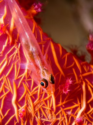 Ein transparente Grundel ruht auf dem Stamm einer roten Weichkoralle. Der schlanke Fisch mit den charakteristischen großen Augen nutzt die Koralle als Schutz und Tarnung, wobei seine durchsichtige Körperstruktur perfekt mit dem Korallengeäst harmoniert.