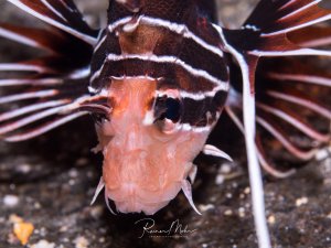 Ein Rotfeuerfisch zeigt sein charakteristisches Drohverhalten mit weit gespreizten, giftigen Brustflossen. Der Fisch präsentiert seine auffällige braun-weiße Streifenzeichnung und das rosa-orange gefärbte Maul in einer frontalen Aufnahme auf sandigem Grund.