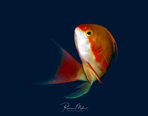 Ein farbenprächtiger Anthias schwebt elegant im tiefblauen Wasser. Der Fisch zeigt die charakteristische orange-rote Färbung mit weißer Unterseite und leuchtend roten Markierungen am Kopf, seine gespreizten Flossen sind in voller Pracht zu sehen.