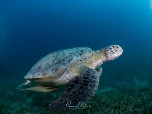 Grüne Meeresschildkröte ruht auf Seegraswiese, von unten/seitlich fotografiert. Ein Schiffshalter (Remora) ist unter ihr befestigt.