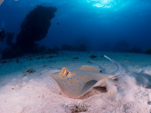 Blaupunktrochen auf Sandboden, Weitwinkel von vorne. Die leuchtend blauen Punkte heben sich vom sandigen Körper ab. Korallenblock im Hintergrund.